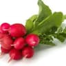 Radish Bunch