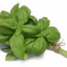 Basil
