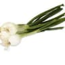 Spring Onion Bunch